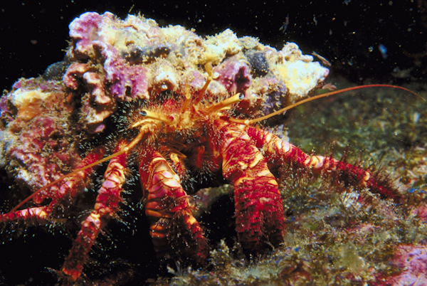Hermit Crab Sea Bed