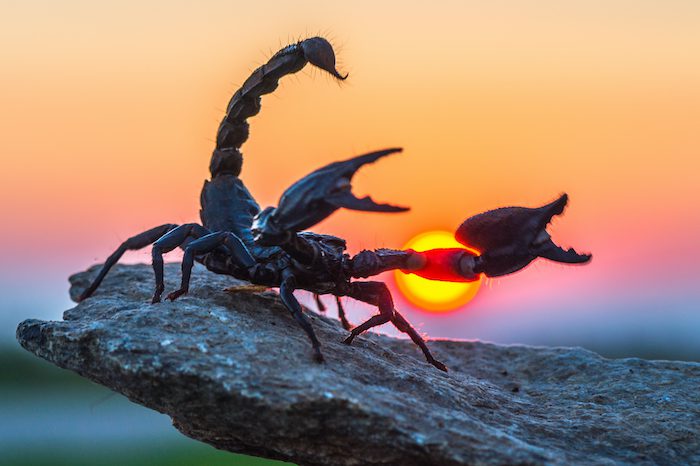 Looking After & Caring for Many Types of Scorpions